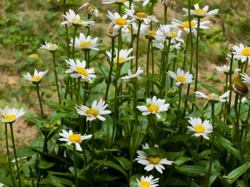 Shasta Daisy Produces Fuller Clumps After Dividing