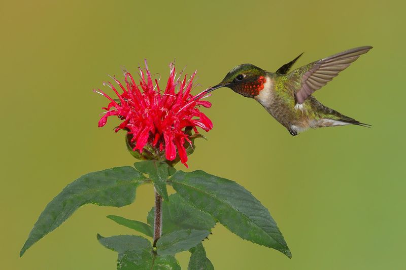 Those Fuzzy Blooms Are Hard For Hummingbirds To Miss