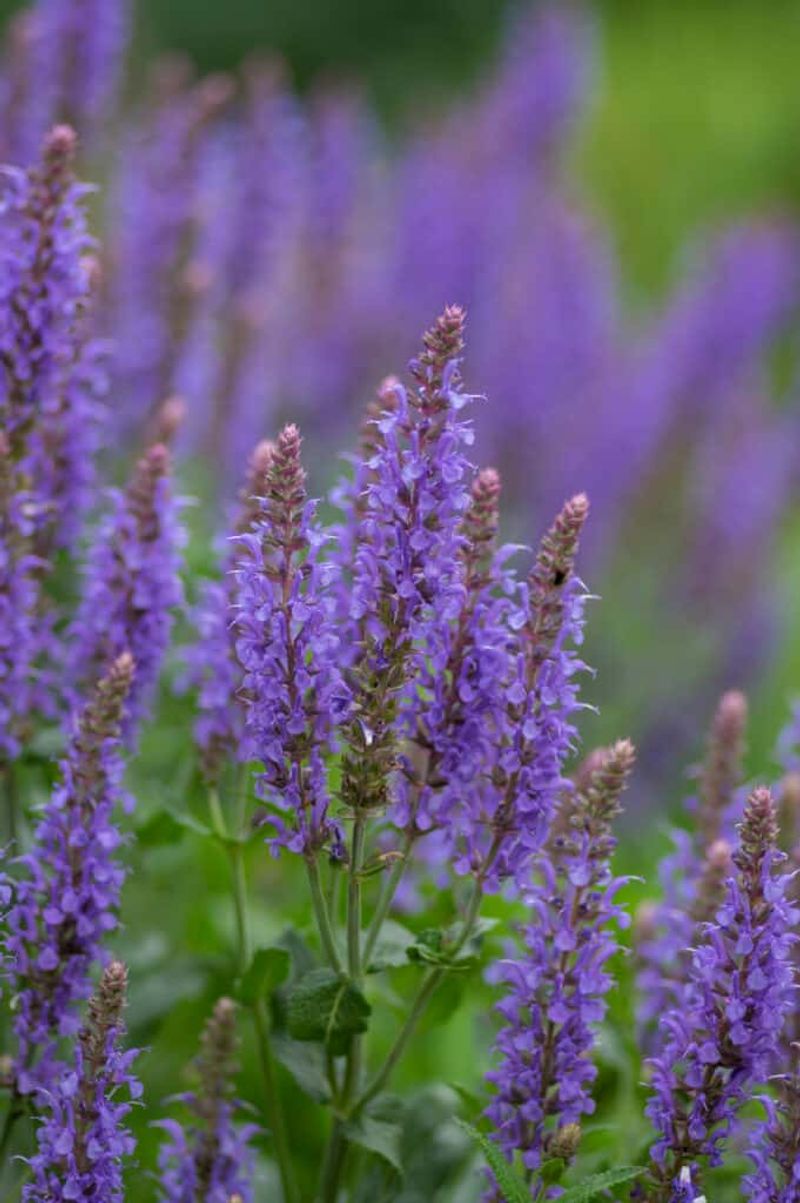 Salvia (Ornamental Sage)