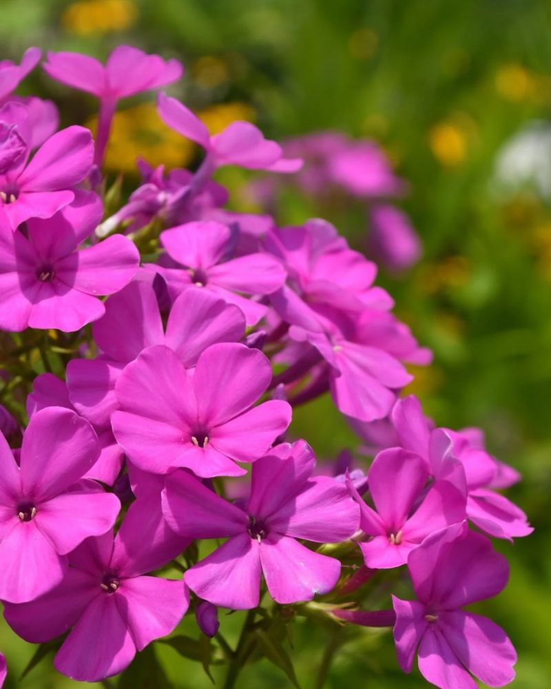 Garden Phlox (Phlox Paniculata)