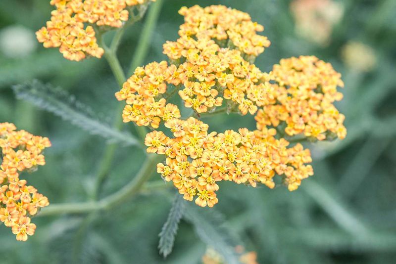 Yarrow (Achillea Millefolium)