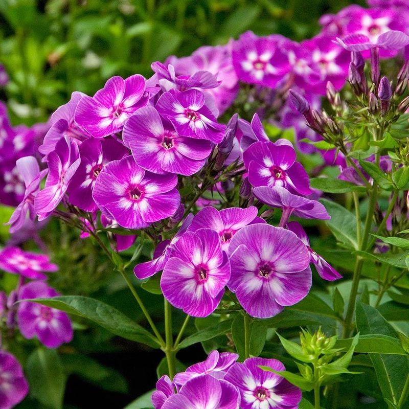 Garden Phlox (Phlox Paniculata)