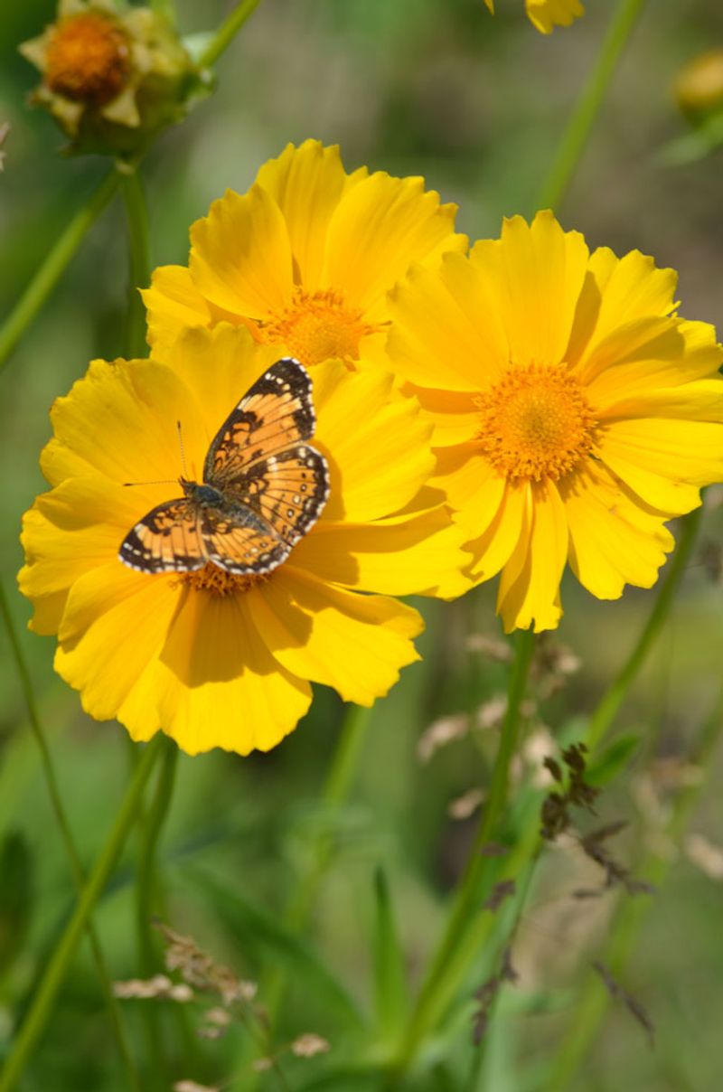 Coreopsis (Coreopsis lanceolata)