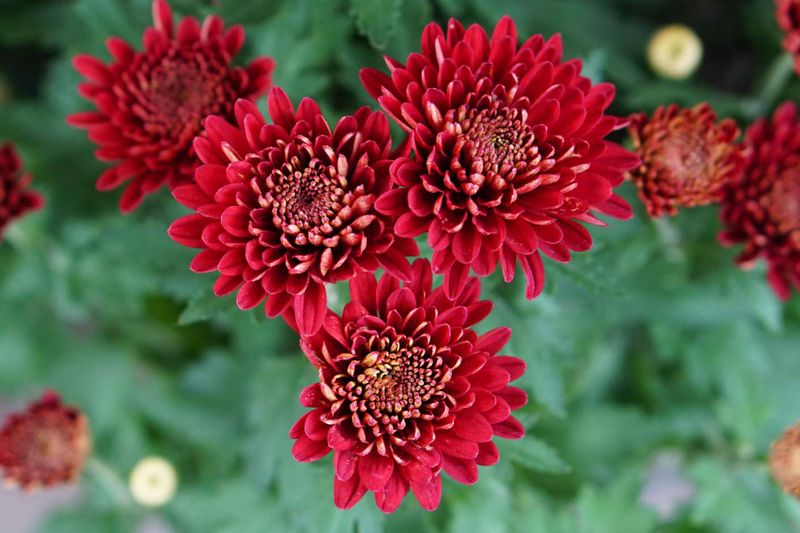 Chrysanthemums (Chrysanthemum spp.)