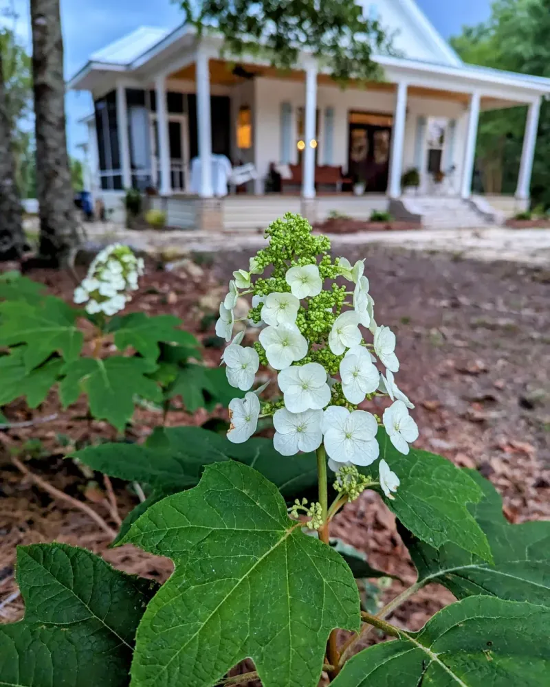 Oakleaf Hydrangea Pushes Bold Foliage In Early Spring