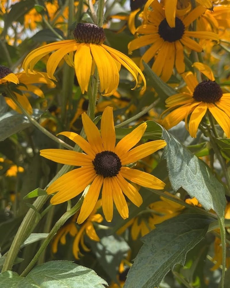 Black Eyed Susan For Reliable Warm Season Blooms