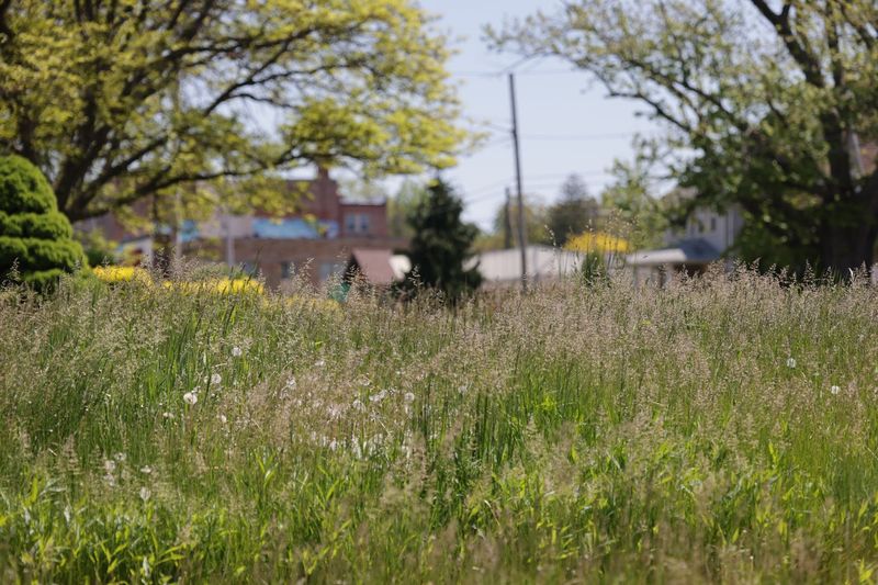 No Mow May In Ohio Can Look Different Than Expected