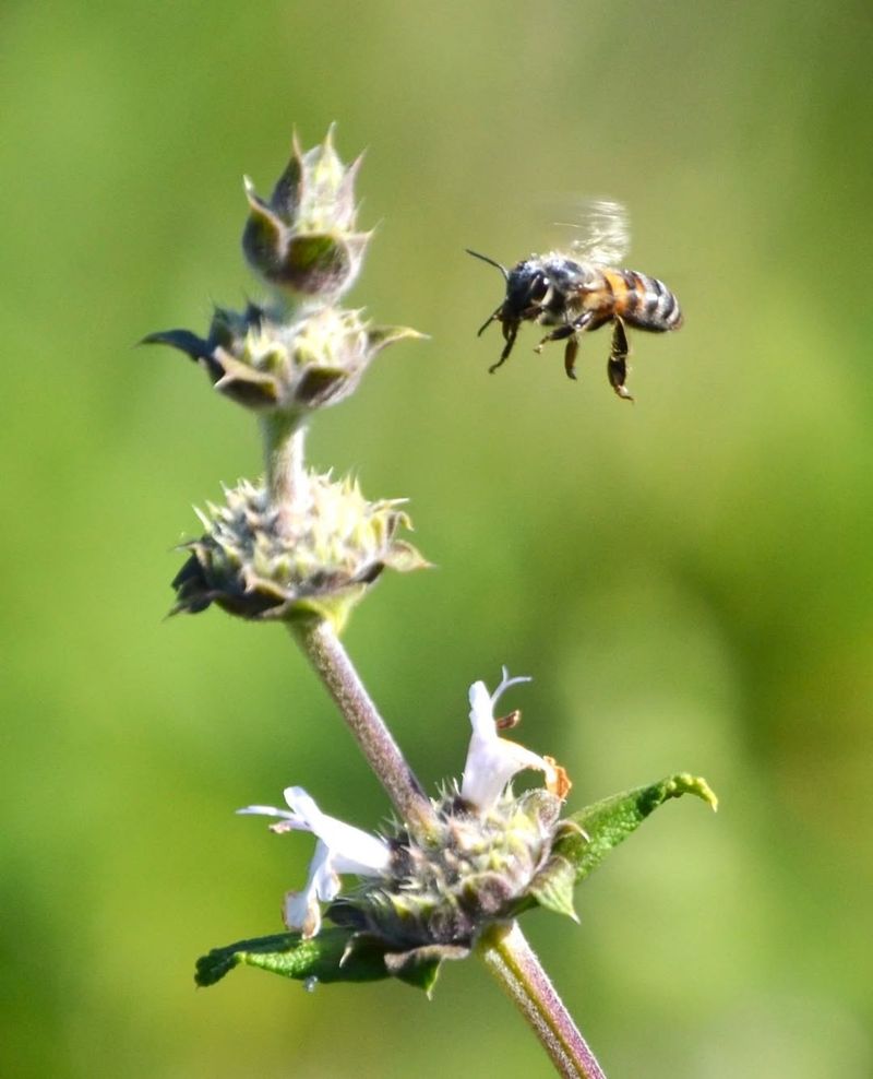 Black Sage (Salvia mellifera)