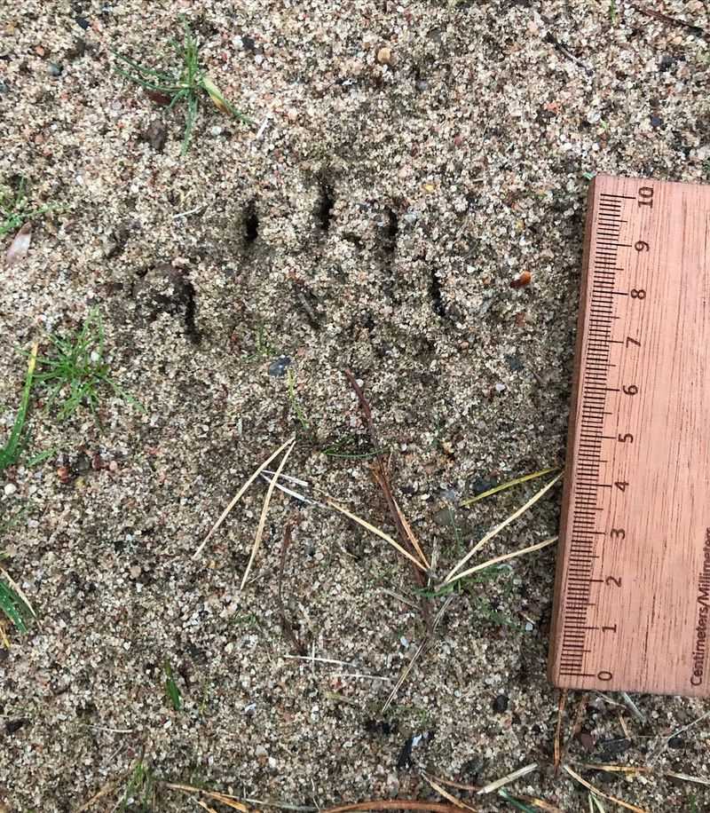 Animal Tracks Reveal Who Is Passing Through