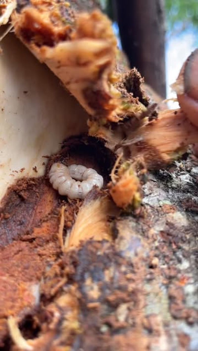 Grubs Develop In Lawns Before Beetles Appear