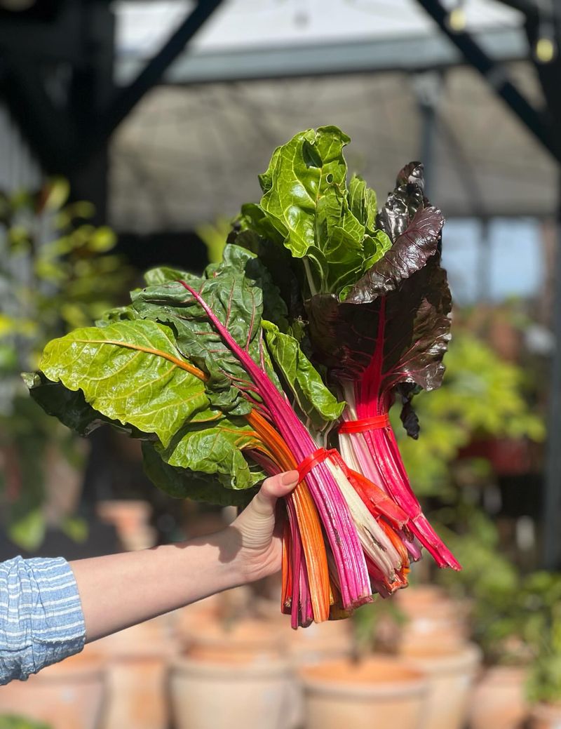 Swiss Chard