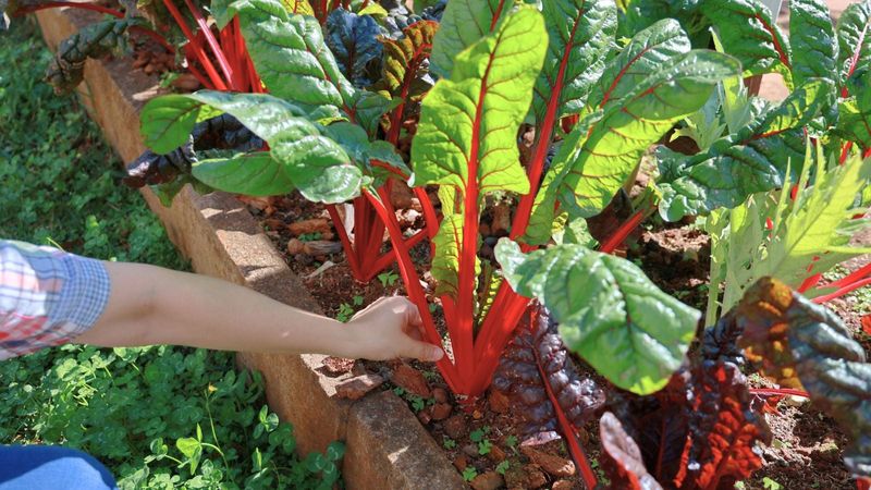 Swiss Chard (Beta Vulgaris Subsp. Vulgaris)