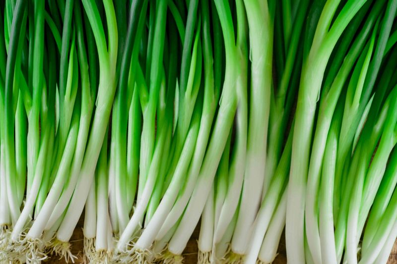 Green Onions (Allium Fistulosum)