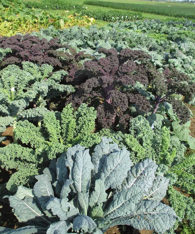 Kale (Brassica oleracea var. acephala)