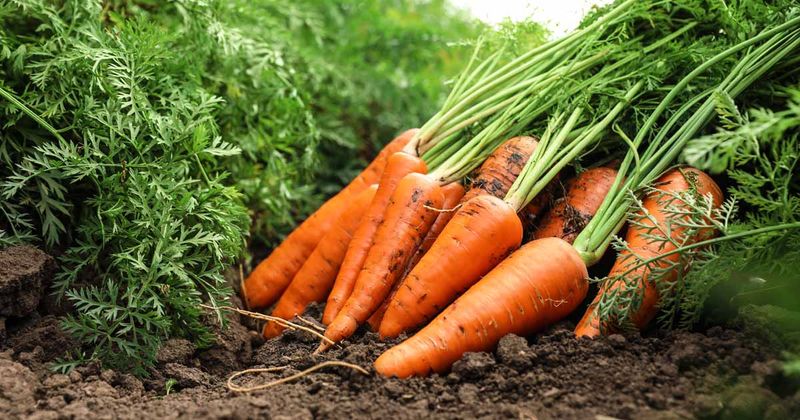 Carrots (Daucus carota subsp. sativus)