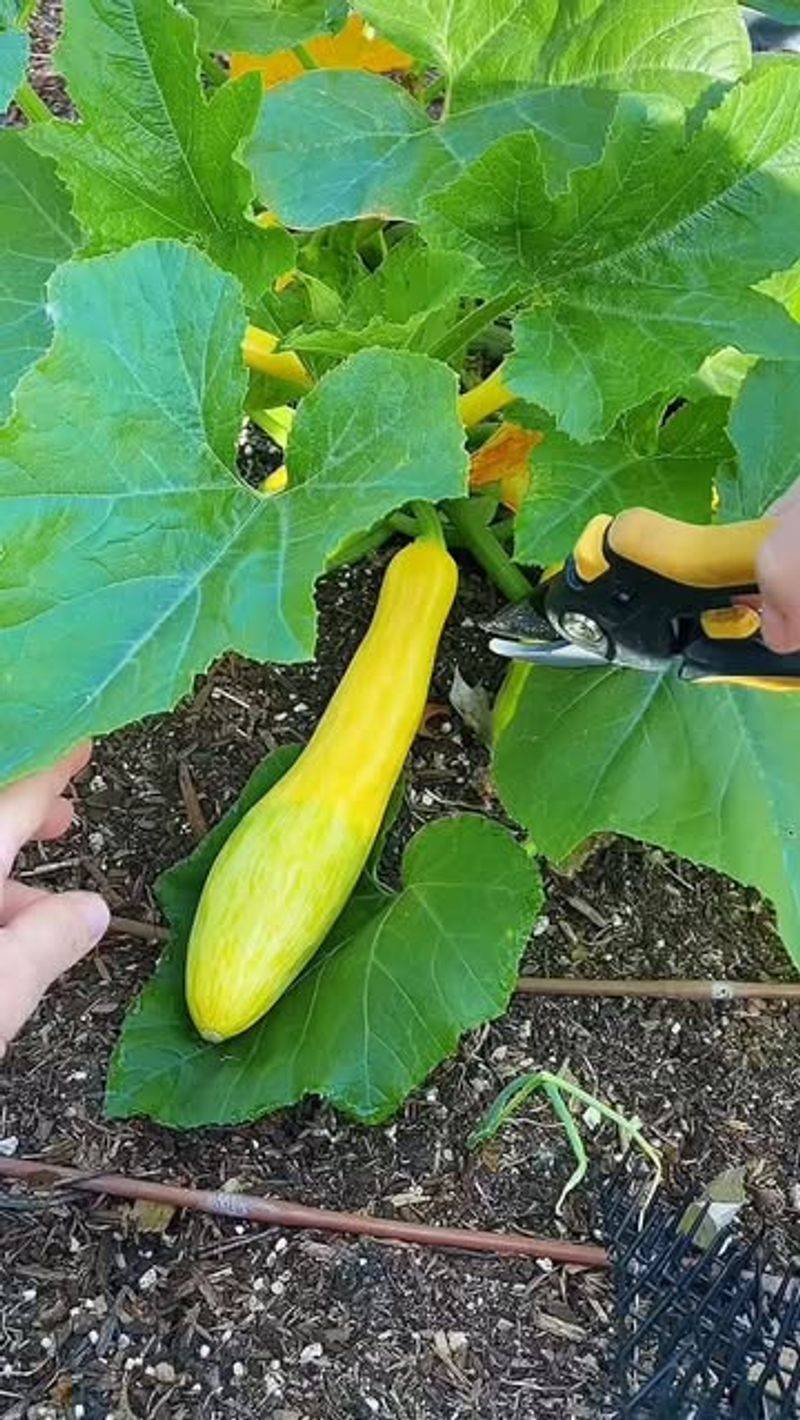 Summer Squash (Cucurbita pepo)