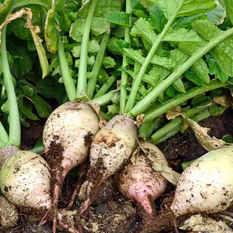Turnips (Brassica rapa)