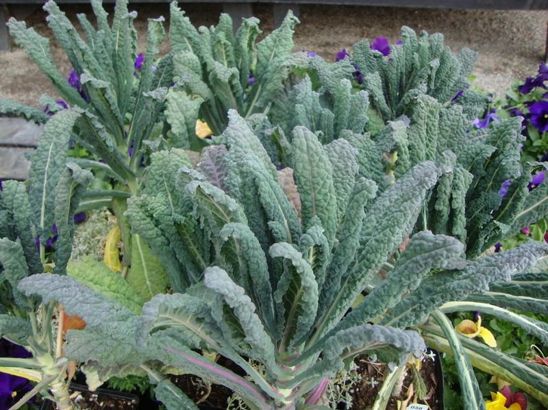 Kale That Handles Late Frost With Ease