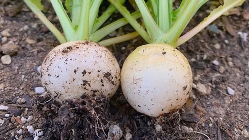 Turnips That Grow Faster Than Expected