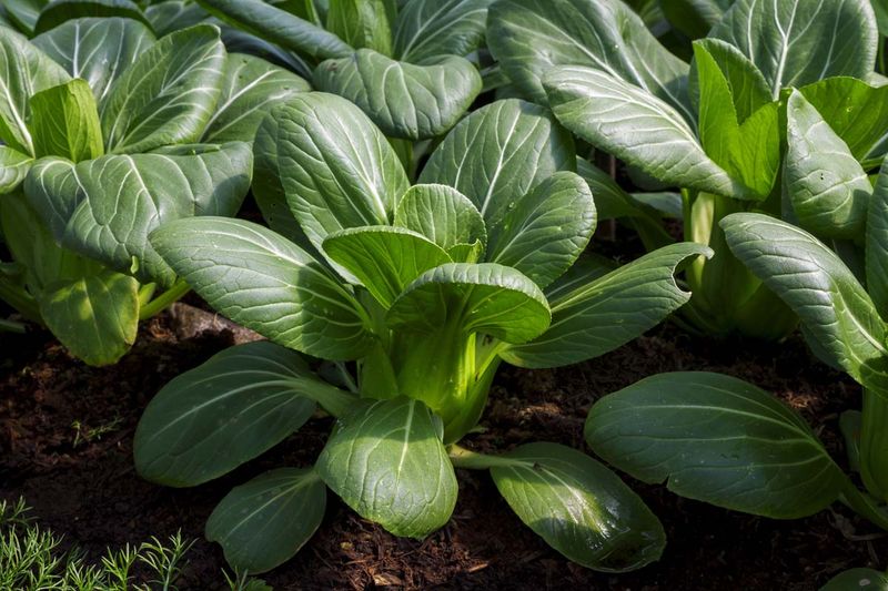 Bok Choy Offers Fast-Growing, Crisp Greens