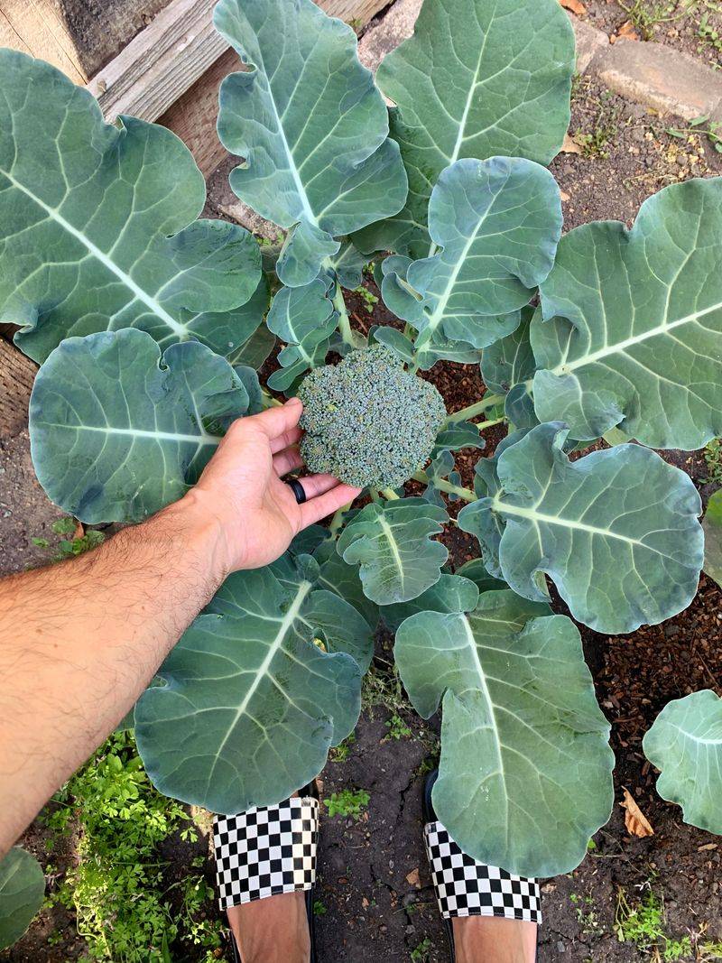 Broccoli Transplants Settle In Before Heat Arrives