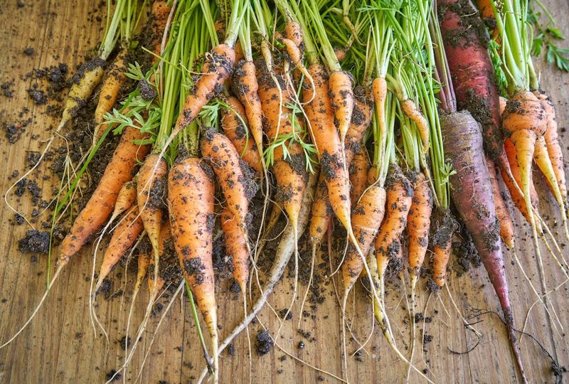 Carrots That Take Their Time But Pay Off