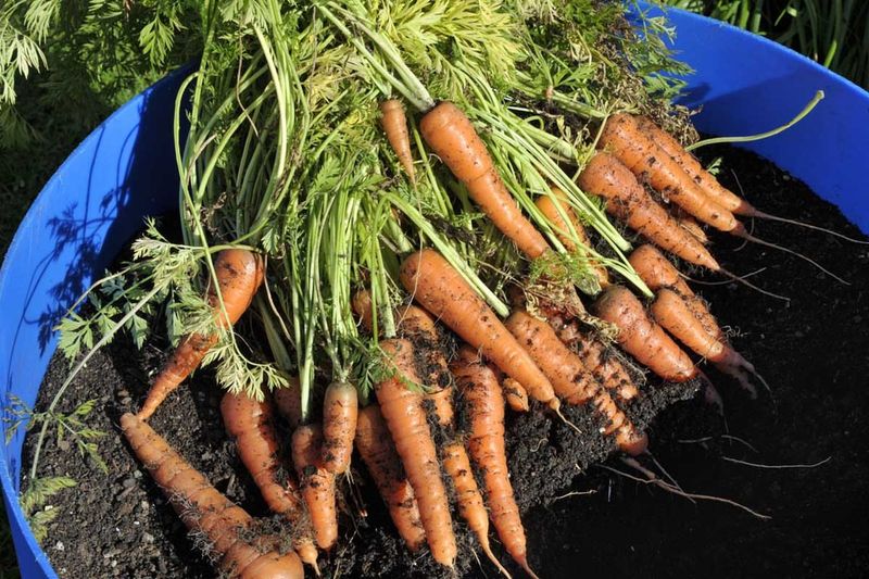 Carrots For Sweet Early Season Roots