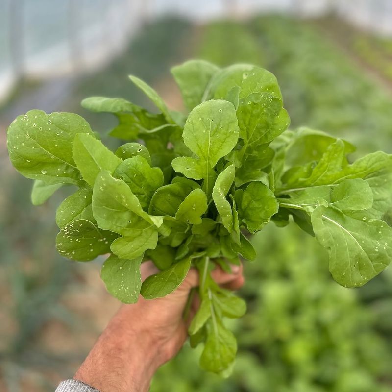 Arugula
