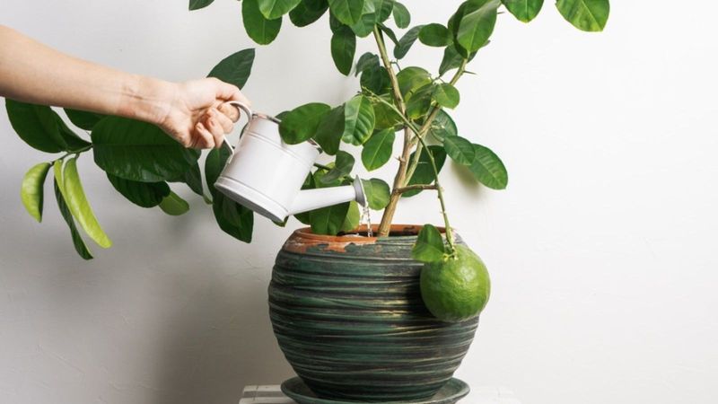 Adjust Watering For Warmer Conditions