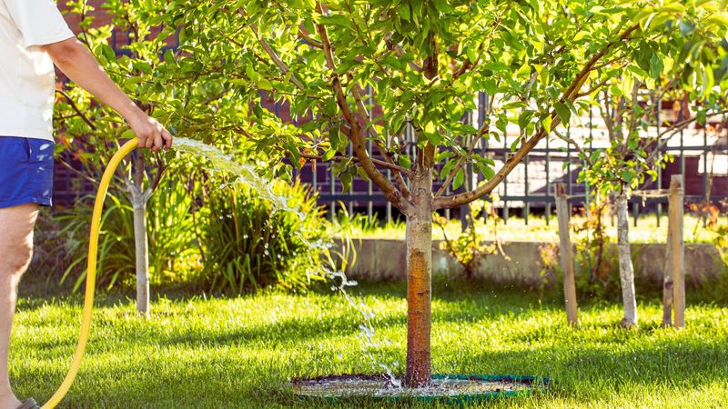 Check Soil Moisture And Water If Needed