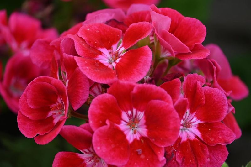 Geranium Bright Color That Handles Shade Well