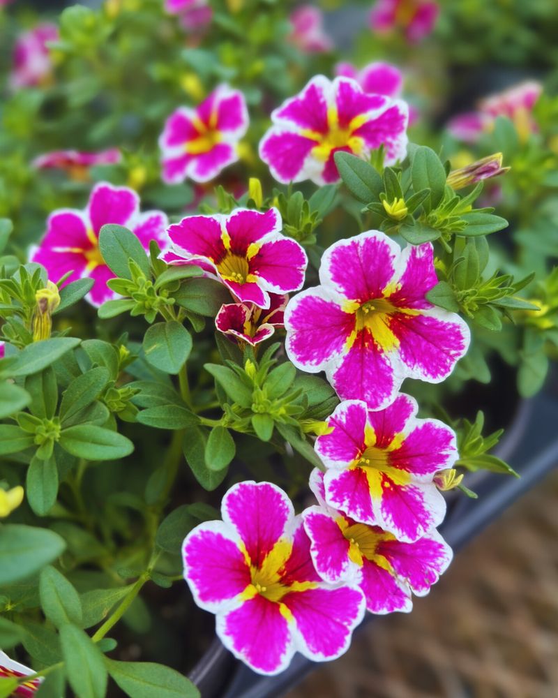 Calibrachoa Trails Stronger In Hanging Containers