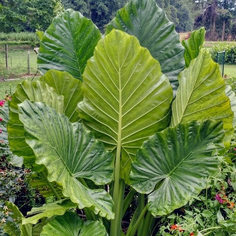 Elephant Ear Creates Bold Tropical Foliage