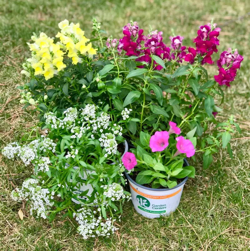 Snapdragons And Dusty Miller