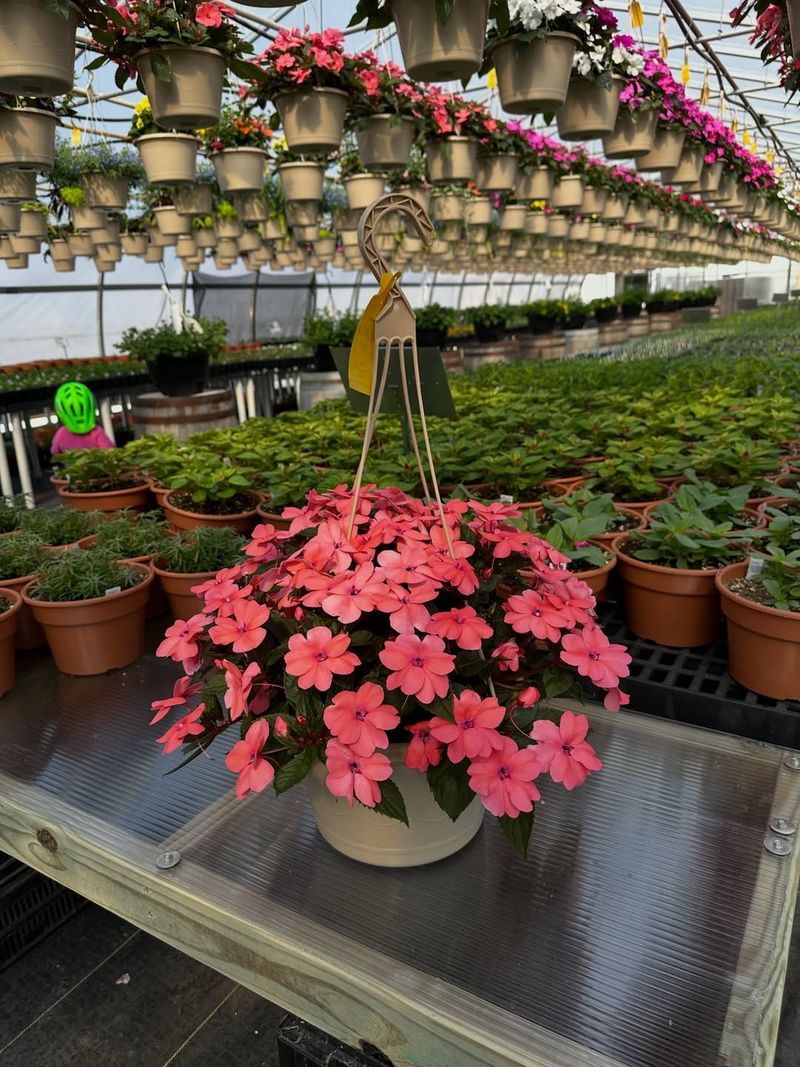 Impatiens Can Stay Fuller In Containers