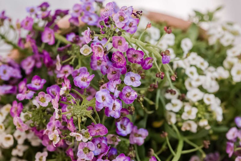 Sweet Alyssum Makes Everything Look Softer