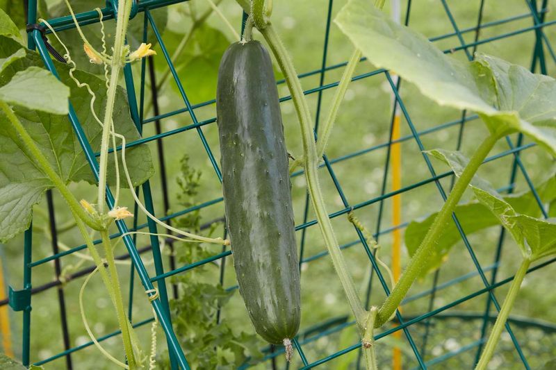 Cucumber