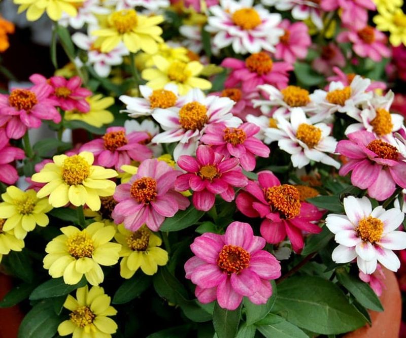 Zahara Series Handles Heat And Humidity With Strong Performance