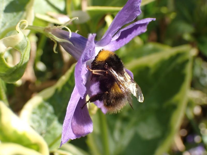Pollinators Begin Visiting As Soon As Temperatures Rise