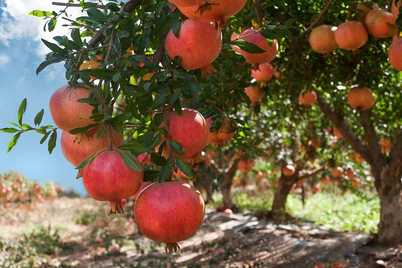 Pomegranate Trees Built For Heat And Fruit