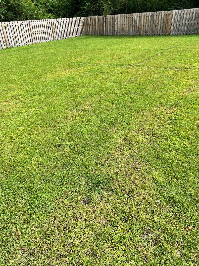 Centipede Grass Declines In Poor Soil Conditions