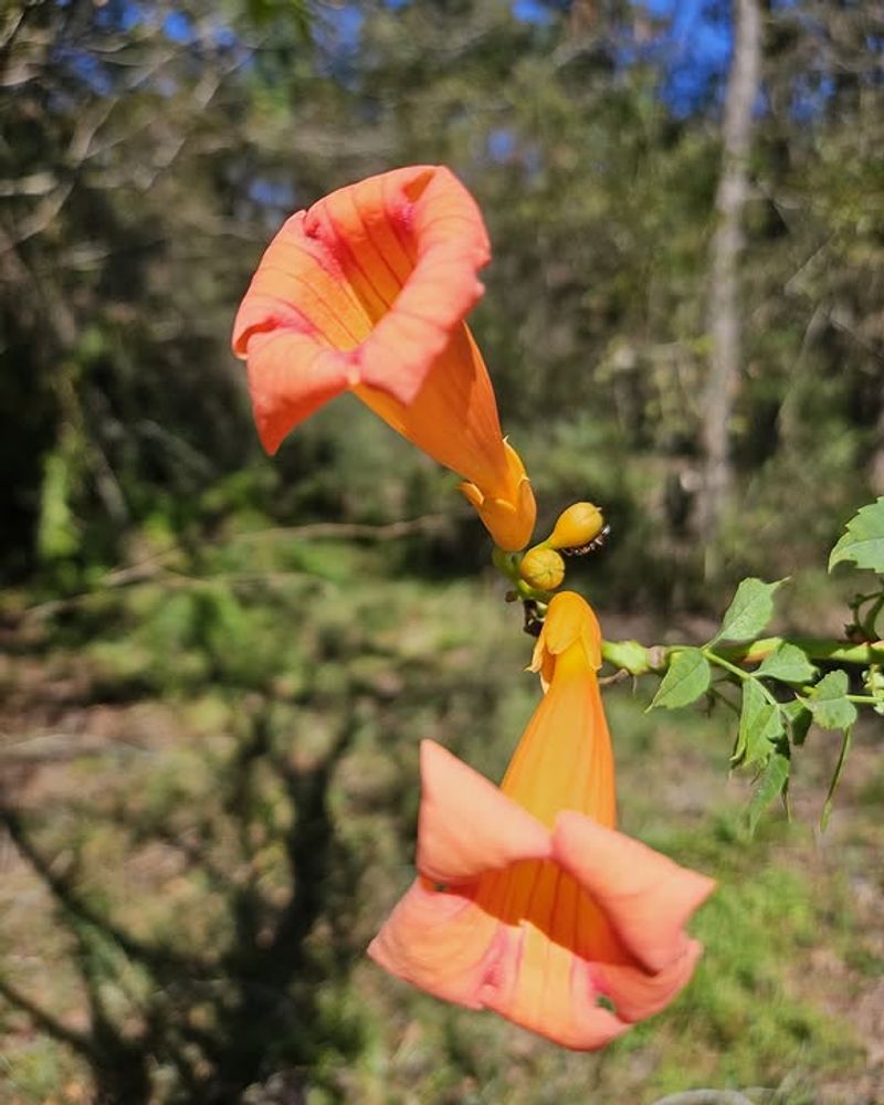 Trumpet Vine