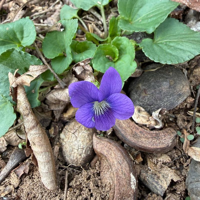 Common Blue Violet Spreading Quietly
