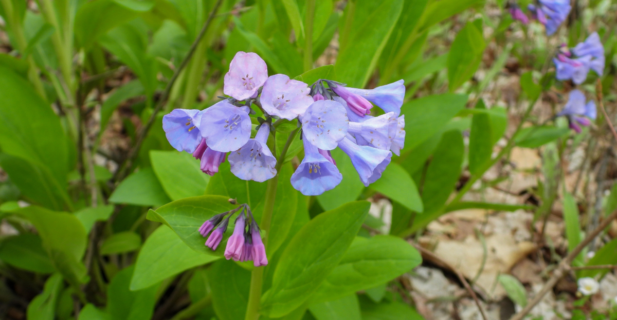 Best Blue Perennials To Brighten Ohio Gardens