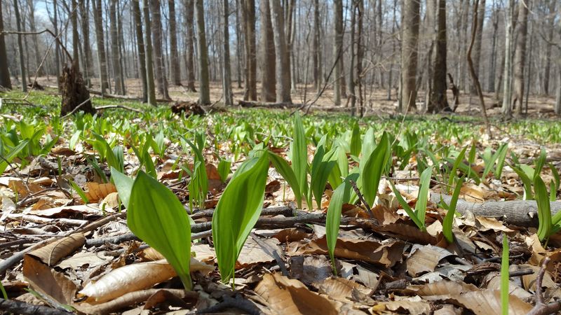 Ramps (Allium tricoccum)