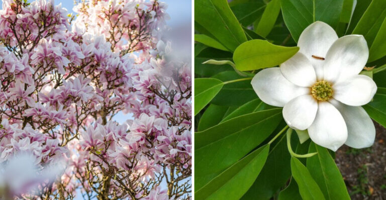 Saucer magnolia and sweetbay magnolia