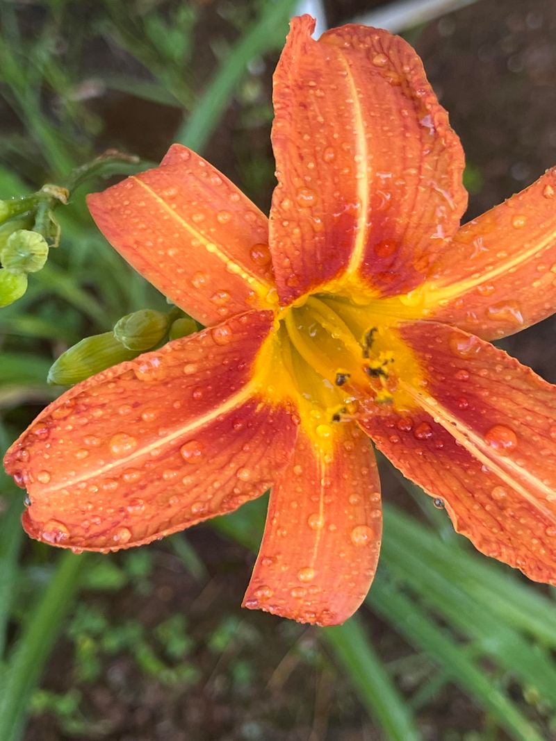 Daylilies Bring Reliable Beauty Without Extra Work