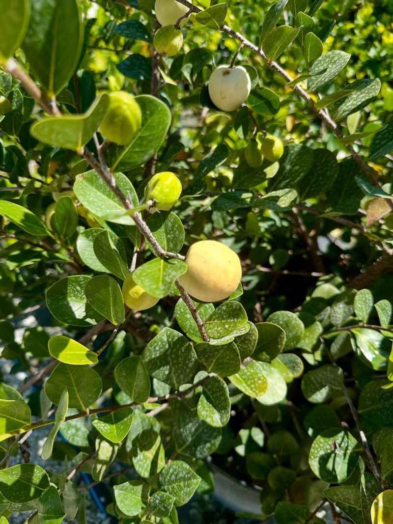 Cocoplum For Coastal Privacy