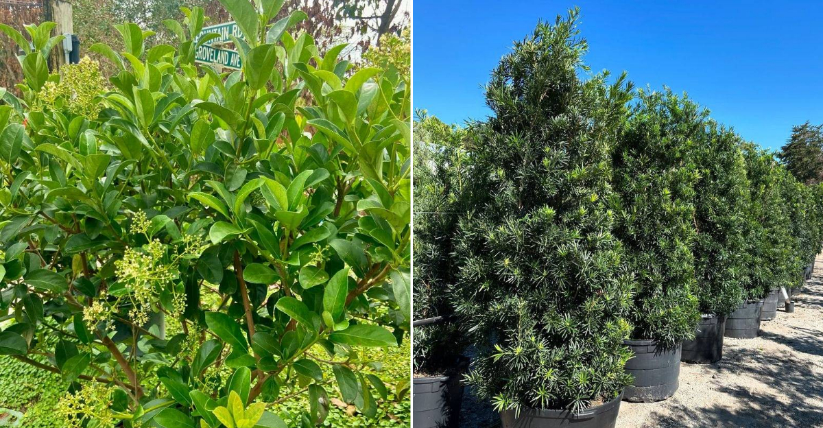 Best Hedge Plants To Add To Your Florida Garden This April