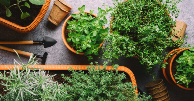 Best Herb Pairings To Grow In Pots In Michigan